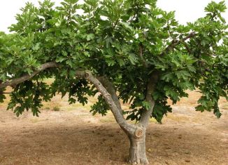 Продам земельный участок, 5.1 сот., товарищество собственников недвижимости Аджимушкаец, Фруктовая улица