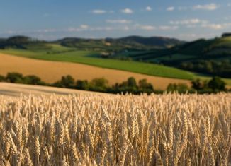 Продам земельный участок, 120000 сот., село Юровка, Садовая улица